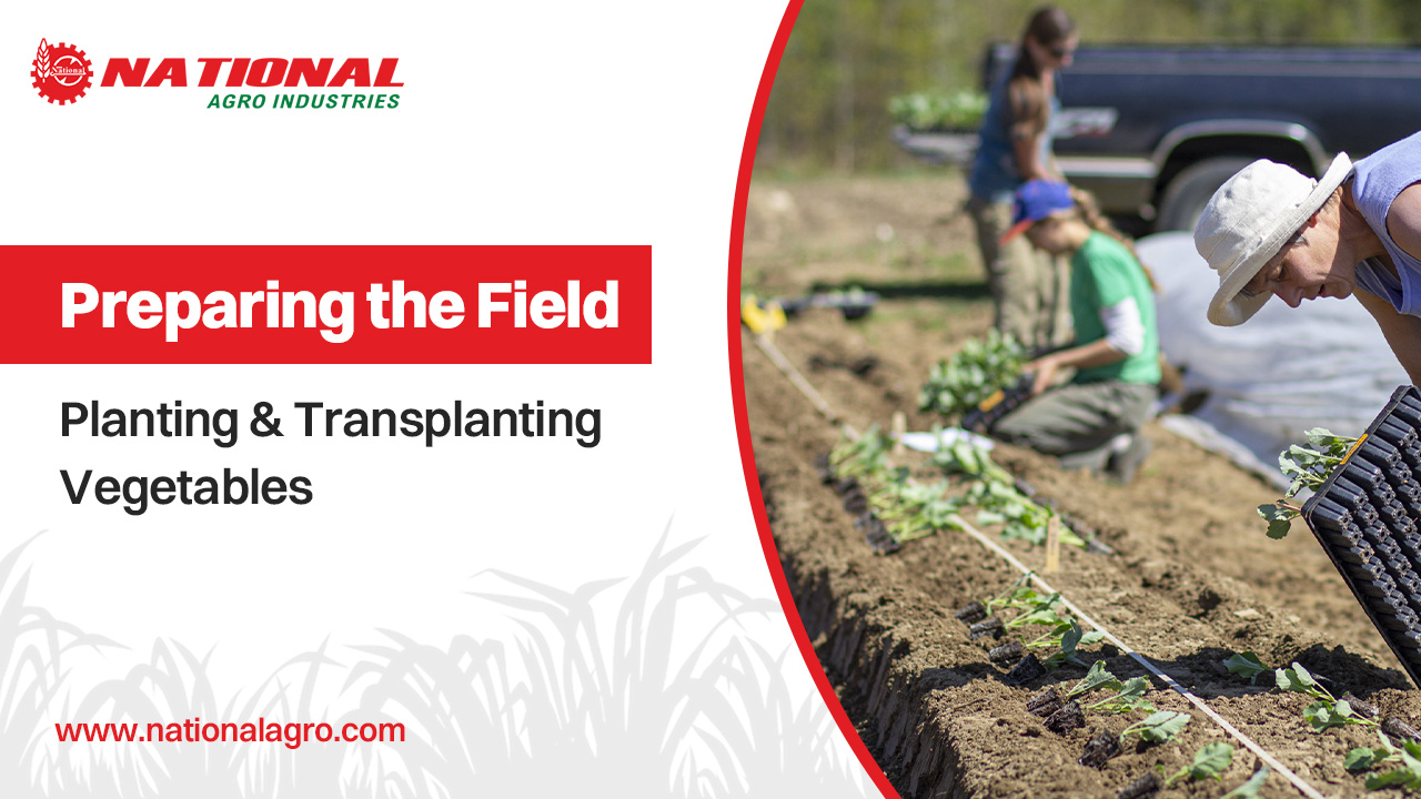 Preparing the Field: Planting and Transplanting Vegetables